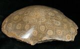 Polished Fossil Coral Head - Morocco #12120-1